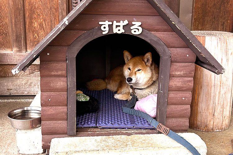 切り絵御朱印のモチーフにもなっている、感通寺の看板犬・柴犬の「すばる」